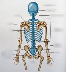 Backbone synonyms, backbone pronunciation, backbone translation, english dictionary back′boned′ adj. Bones Of The Back Diagram Quizlet