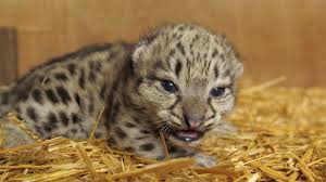 rare snow leopard cub born at english