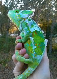 shedding in veiled chameleons