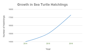 Sea Turtles Osa Conservation
