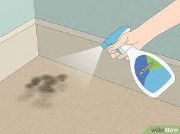 3 ways to get rid of carpet mold wikihow