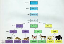 Animal Kingdom For Kids Classification Chart Animals
