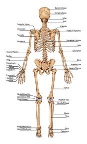 the skeletal system a journey into the