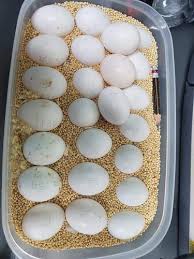 blue throated macaw eggs at best