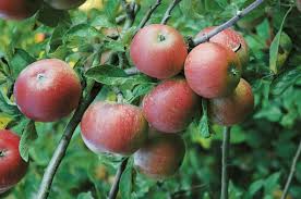 Growing Apple Trees