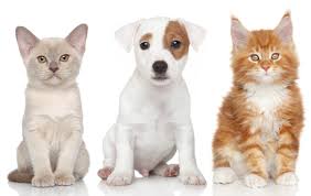 dogs cats three 3 puppy kittens s