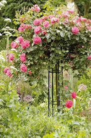 Sie erfreuen unser herz als freigepflanzte rosen im garten, und auch als liebesboten für die vase. Rosengarten Gestalten Und Anlegen Mein Schoner Garten