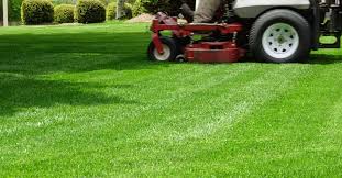 Some areas in your yard may not be greening up as normal and may appear dead. All You Need To Know About Zoysia Grass