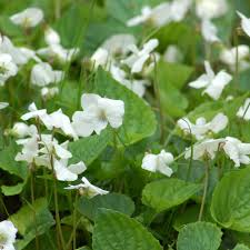 Though the plant's flowers are attractive, field bindweed can become a. How To Get Rid Of Wild Violets In Your Lawn
