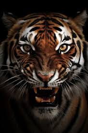 black tiger images browse 260 914