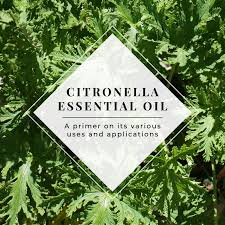 how to use citronella essential oil