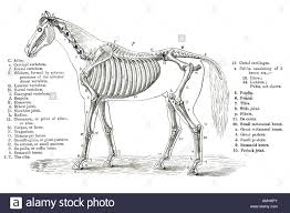 Horse Skeleton Skeletal Cross Section Bone Veterinary Chart