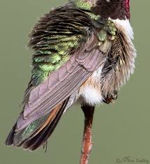 Male Broad Tailed Hummingbird Those