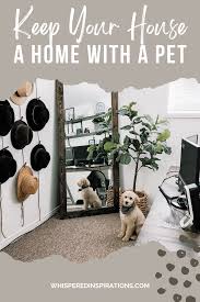 keep your house a home with a pet