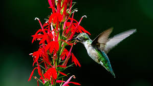 Attract Hummingbirds Plants