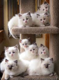 Winter 2021 ragdoll kittens have been born! Ragdoll Cats For Sale Las Vegas Nv 263072 Petzlover