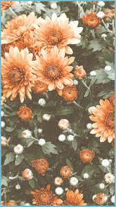 pretty flower wallpaper