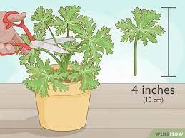 Best way to grow citronella is from a cutting, you can grow it indoors in water. Easy Ways To Grow And Care For Citronella Wikihow
