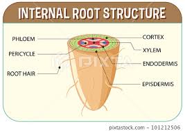 internal structure of root diagram