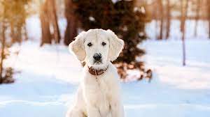Caring for your Dogs in Snow & Cold Temperatures | Medivet