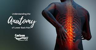 Likewise, there are muscles in other parts of the body that help support and move the spine. Understanding The Anatomy Of Lower Back Pain