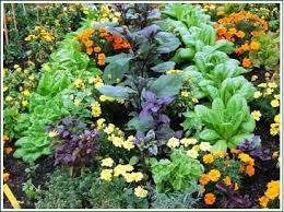 Companion Planting Vegetables Herbs Flowers Edible Garden