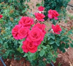 On Roses Merabul Jjt Hosur