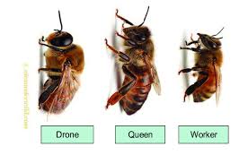 three casts of honeybees drones