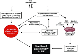 bias in sle sle