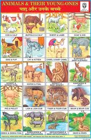 Animals Charts Indian Book Depot Map House Young Ones