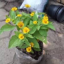 Baru viral sejak pertengahan tahun lalu. Tanaman Bunga Matahari Mini Pohon Bunga Matahari Butter Daisy Lazada Indonesia