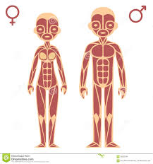 Male And Female Muscle Chart Stock Vector Illustration Of