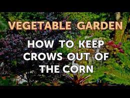Crows are quite interesting birds, and intelligent also. How To Keep Crows Out Of The Corn Youtube