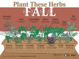 Herbs For Florida To Plant In The Fall