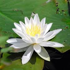 water lily flower essence bane folk