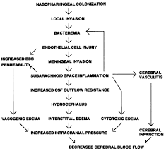 Pathophysiology Bacterial Meningitis