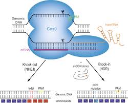 crispr cas9 ated gene knockout and