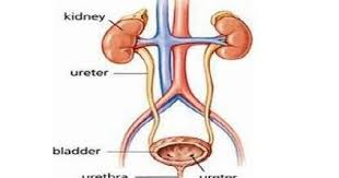 Anatomi sistem perkemihan sistem urinary adalah sistem organ yang memproduksi, menyimpan, dan mengalirkan urin. Blog Perawat Media Informasi Dunia Keperawatan