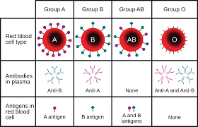 8 Different Types Of Blood gambar png
