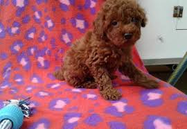 toy poodle puppy adoption