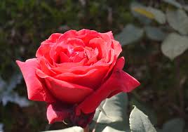 free images red rose bloom flower