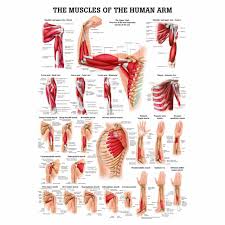 The trapezius and latissimus dorsi muscles connect the upper limb to the vertebral column. Muscles Of The Human Arm Rudiger Anatomie