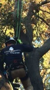 To become a certified arborist you need to obtain a minimum of certificate ii in arboriculture. Expert Arborist Service In Fort Worth Tx
