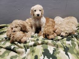 Find goldendoodle puppies for sale and dogs for adoption. Golden Doodle Puppies For Sale Emlenton Pa 292316