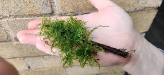 java brazil moss high grade live carpet