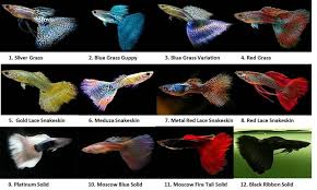 35 Different Types Of Guppies In The World With