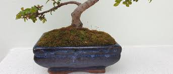 Последние твиты от curly willow (@curlywillowfb). Visually I Like Moss Is It Bad For The Tree Bonsai