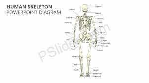 When we talk about skeleton bones labeled worksheets, we have beside that, we also come with more related ideas such labeled human skeleton diagram back, skull bones worksheet and skeletal. Human Skeleton Powerpoint Diagram Pslides