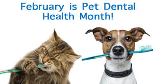 Excessive tooth decay, tooth infection, and crowding can all require a tooth extraction. The Costs Of Dog And Cat Dental Care Msah Metairie Small Animal Hospital New Orleans La