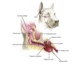 Ear cleaning products sold in vet clinics are generally made from a solution containing a type of soft alcohol, which allows the ear to dry out after swimming, for example. Homemade Dog Ear Cleaner A Diy Way To Clean Your Dog S Ears